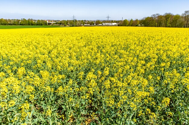 Hermoso campo de líber con flores silvestres verdes y un cielo azul