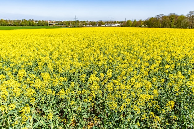 Hermoso campo de líber con flores silvestres verdes y un cielo azul