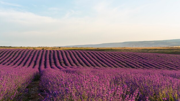 Hermoso campo natural de lavanda alto ángulo