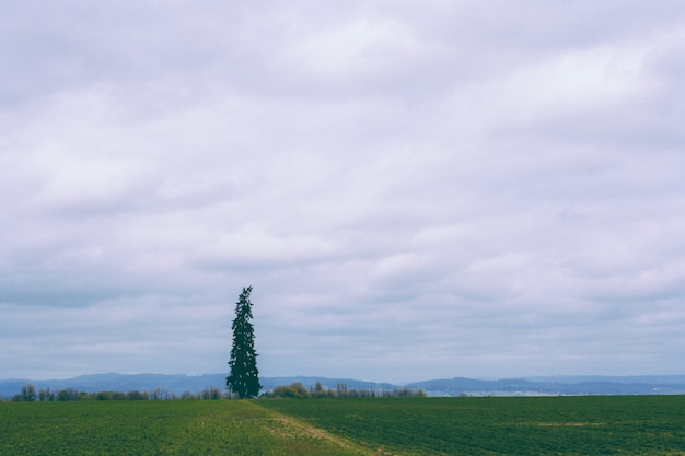 Hermoso campo con un solo pino y un increíble cielo nublado