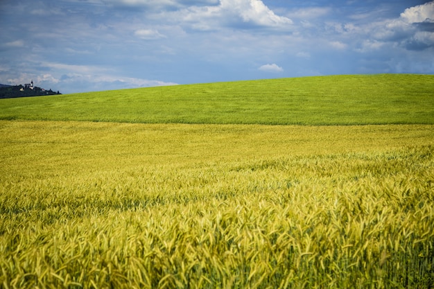 Hermoso campo de trigo con patrones y formaciones durante el verano con nubes increíbles