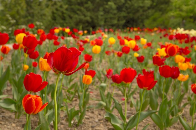 Hermoso campo de tulipanes de flores silvestres.