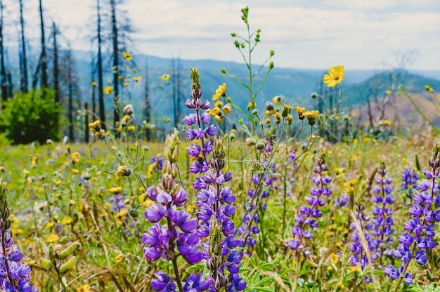 Foto gratuita hermoso campo verde con flores lilas y árboles altos y delgados