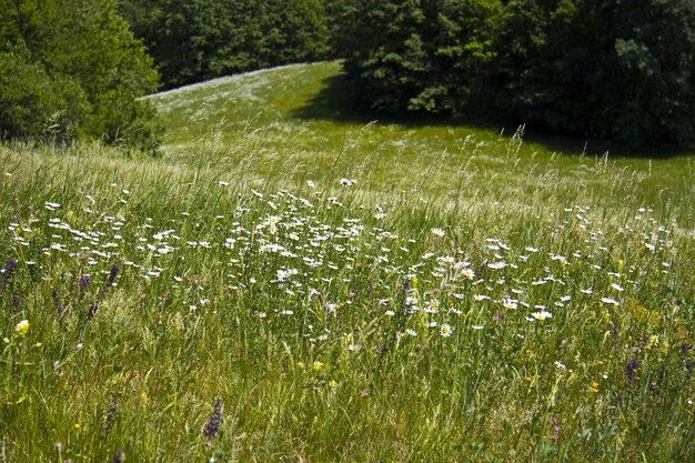 Hermoso campo verde con muchas flores silvestres de colores