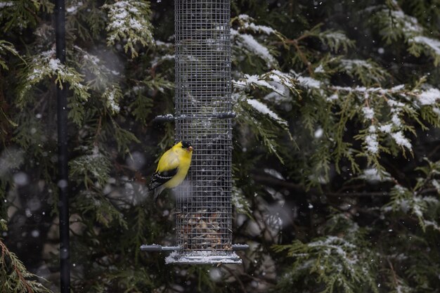 Hermoso canario sentado en un contenedor de semillas por los árboles cubiertos de nieve.