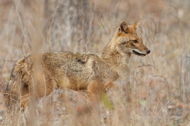 Hermoso chacal dorado en agradable luz suave en la reserva de tigres de Pench en India