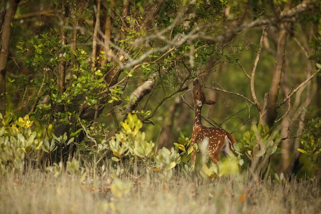 Hermoso ciervo axis de la reserva de tigres de Sundarbans en India