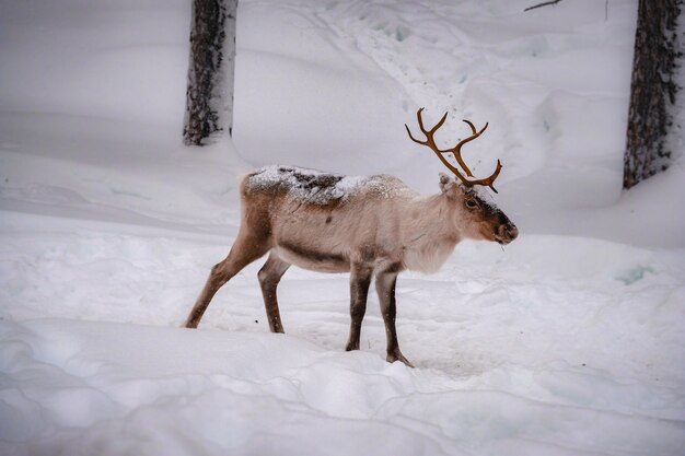 Hermoso ciervo en el suelo nevado en el bosque en invierno
