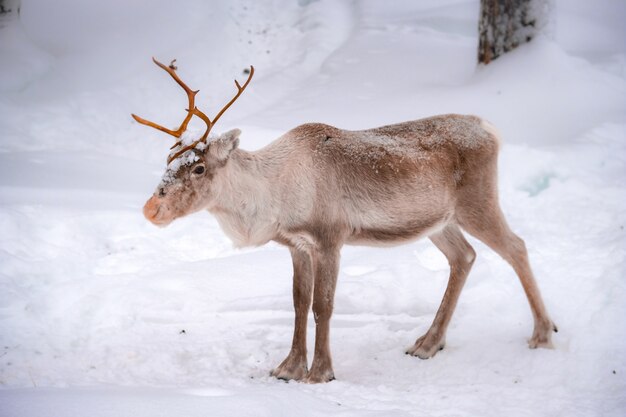 Hermoso ciervo en el suelo nevado en el bosque en invierno