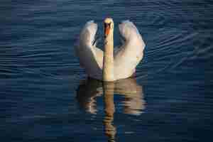 Foto gratuita hermoso cisne blanco nadando pacíficamente en el agua