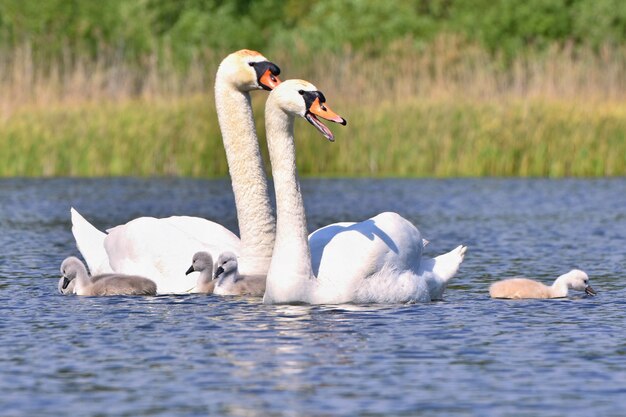 Hermoso cisne con cachorros. Familia en el estanque