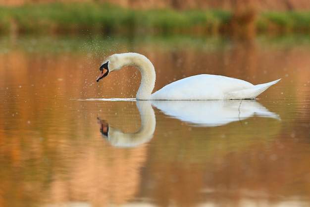 hermoso cisne en un lago pájaro increíble en el hábitat natural