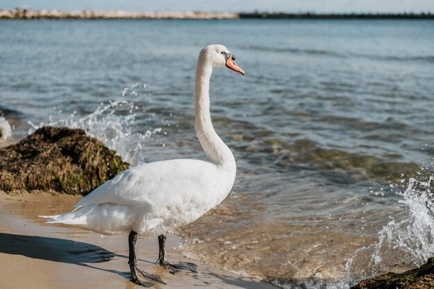 Hermoso cisne en la orilla