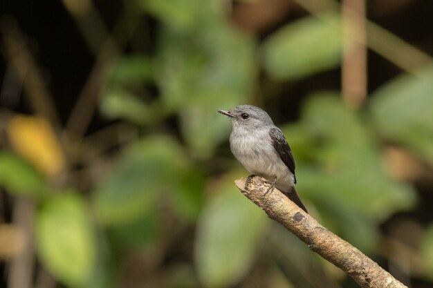 hermoso color burd en el hábitat natural en el congo africano