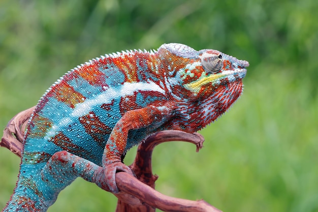 Hermoso color de camaleón pantera camaleón pantera en rama