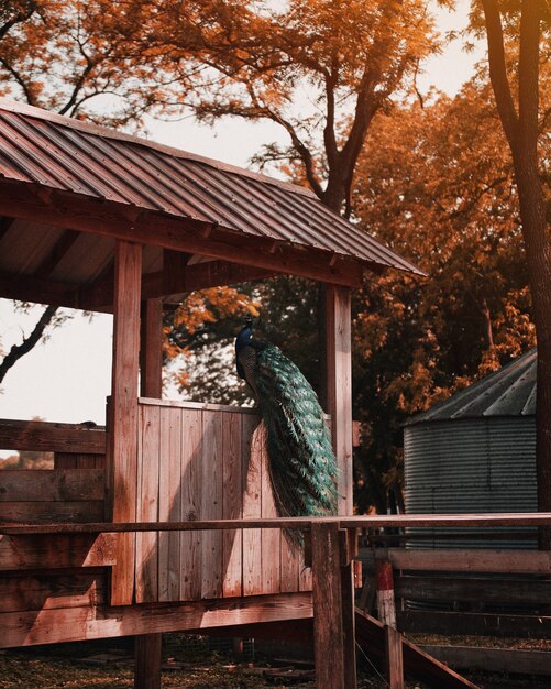 Hermoso colorido pavo real encaramado en una cabaña de madera en el zoológico