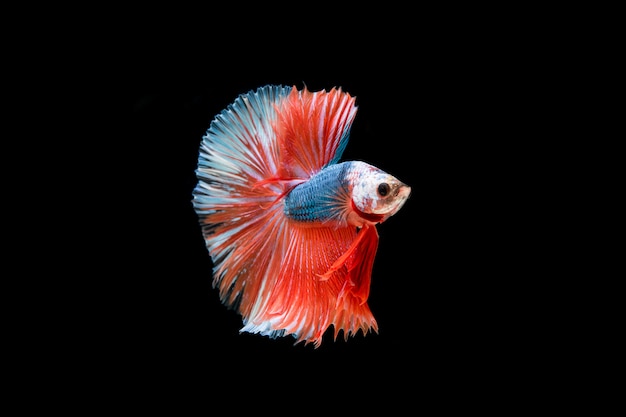 Hermoso colorido de peces betta siameses
