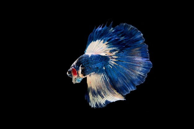 Hermoso colorido de peces betta siameses