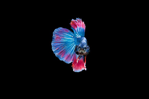 Hermoso colorido de peces betta siameses