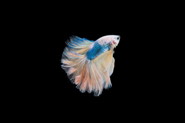 Foto gratuita hermoso colorido de peces betta siameses