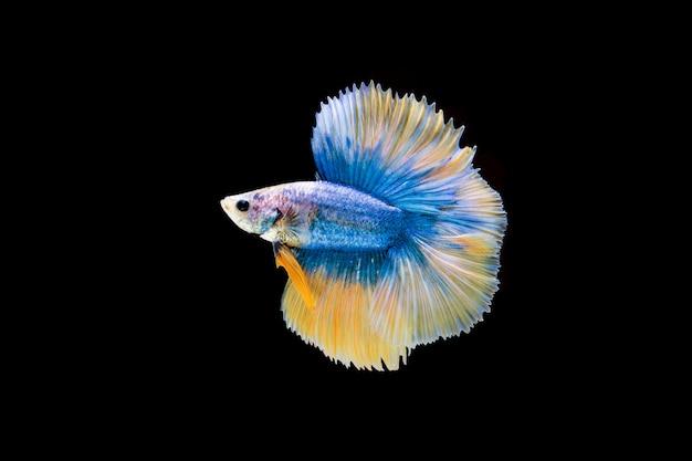 Hermoso colorido de peces betta siameses