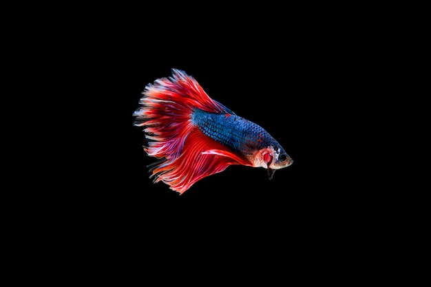 Hermoso colorido de peces betta siameses