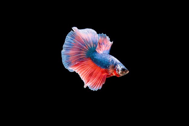 Hermoso colorido de peces betta siameses