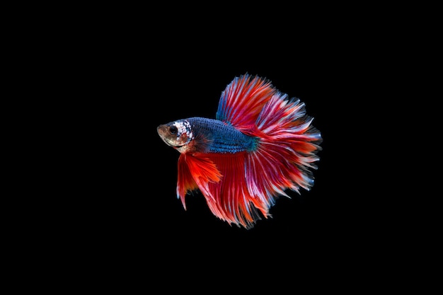 Hermoso colorido de peces betta siameses