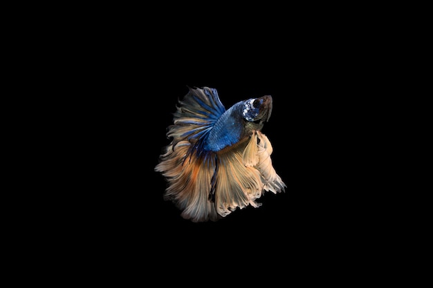 Foto gratuita hermoso colorido de peces betta siameses