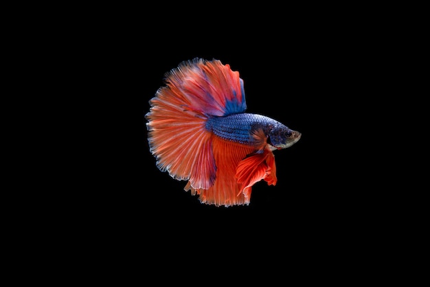 Hermoso colorido de peces betta siameses