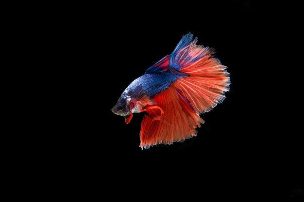 Hermoso colorido de peces betta siameses