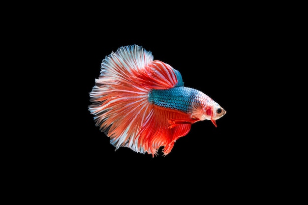 Hermoso colorido de peces betta siameses