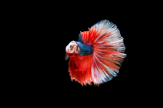 Hermoso colorido de peces betta siameses