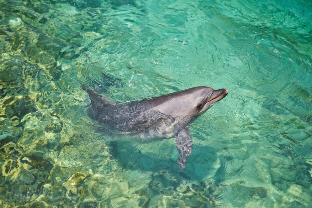 Hermoso delfín sonriendo en el agua azul de la piscina en un día claro y soleado