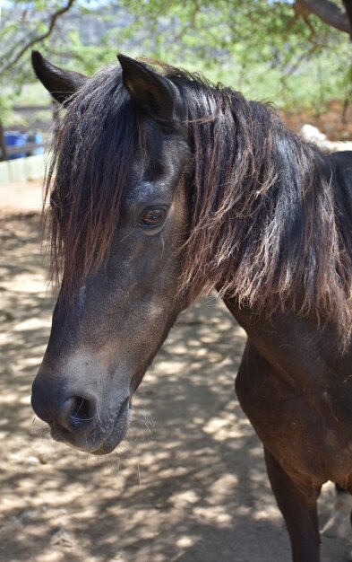 Hermoso día con un dulce caballo marrón joven.