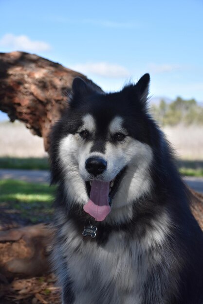 Hermoso día con un perro alusky bostezo sentado.