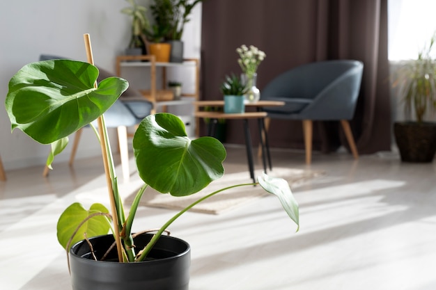 Hermoso diseño de interiores con planta monstera.