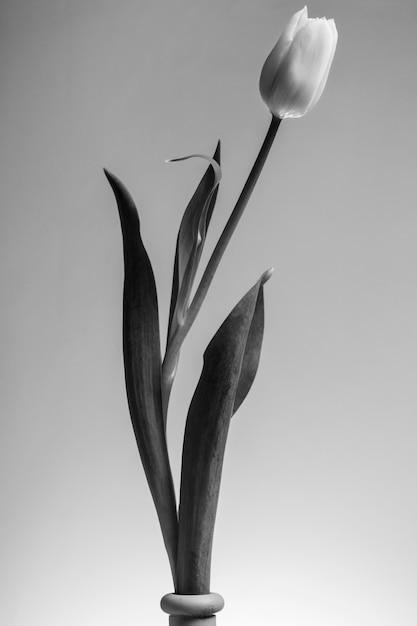 Foto gratuita hermoso diseño minimalista en blanco y negro