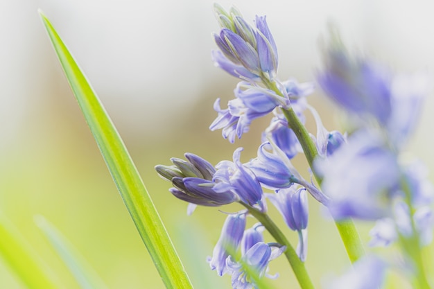 Hermoso disparo de enfoque selectivo de una flor morada