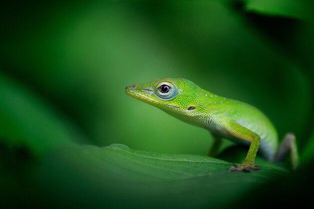 Hermoso disparo de enfoque selectivo de un gecko verde brillante en una hoja