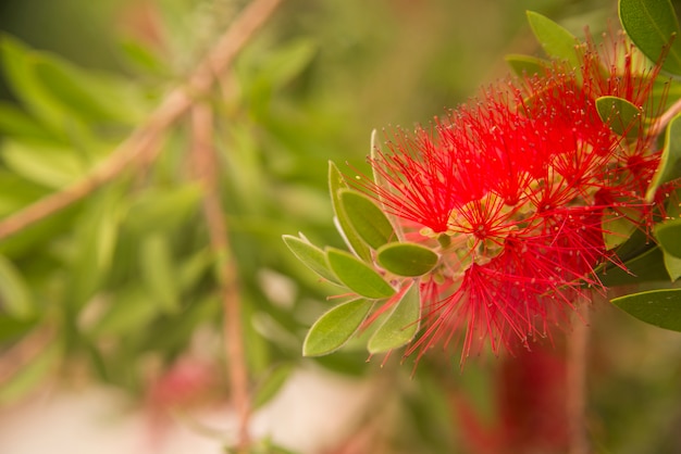 Hermoso e interesante brillante rojo bottlebrush (Callistemon) árbol de flores / floraciones