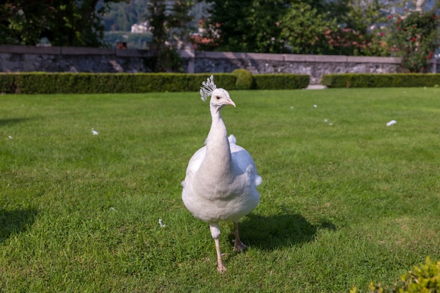 Hermoso e inusual pavo real blanco