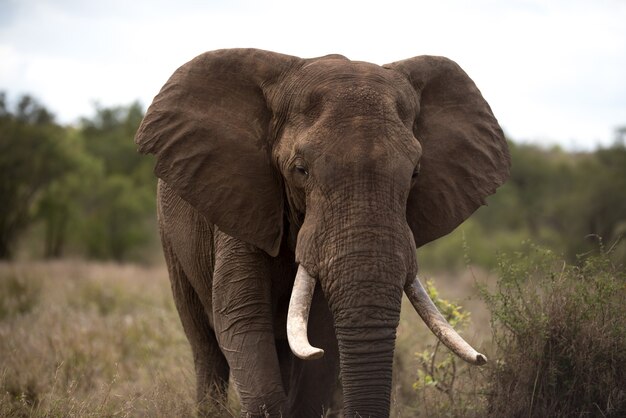 Hermoso elefante africano