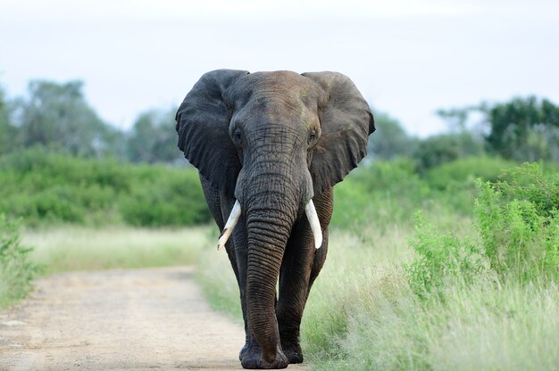 Hermoso elefante en un camino de grava rodeado de árboles y césped verde