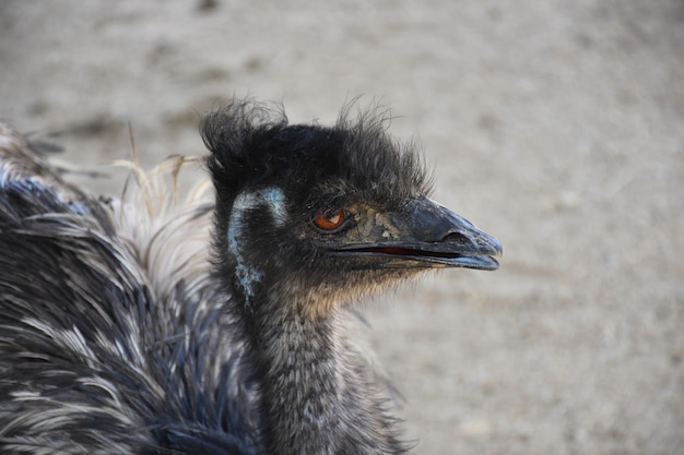 Hermoso emú esponjoso con el pico ligeramente abierto.