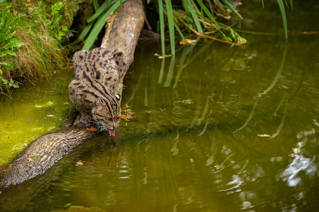 Hermoso y escurridizo gato pescador en el hábitat natural cerca del agua Especies en peligro de extinción de gatos que viven en cautiverio Tipo de gatos pequeños Prionailurus viverrinus