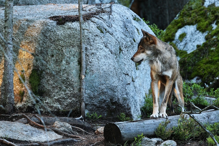 Foto gratuito hermoso y esquivo lobo euroasiático en el colorido bosque de verano