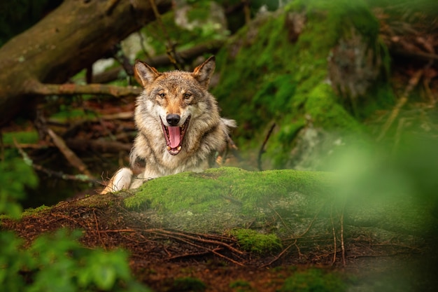 Hermoso y esquivo lobo euroasiático en el colorido verano