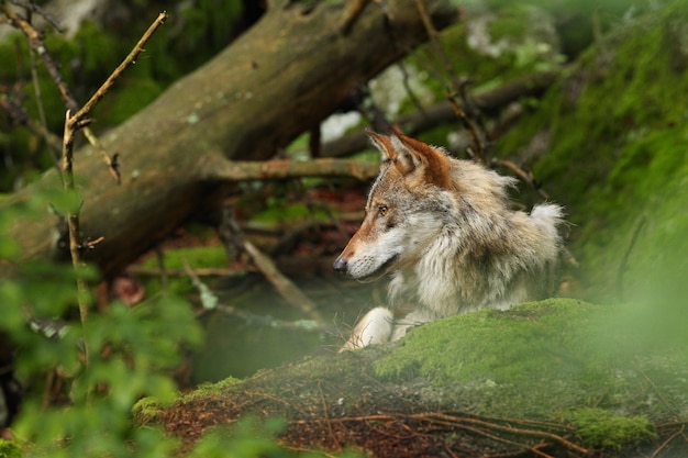 Hermoso y esquivo lobo euroasiático en el colorido verano