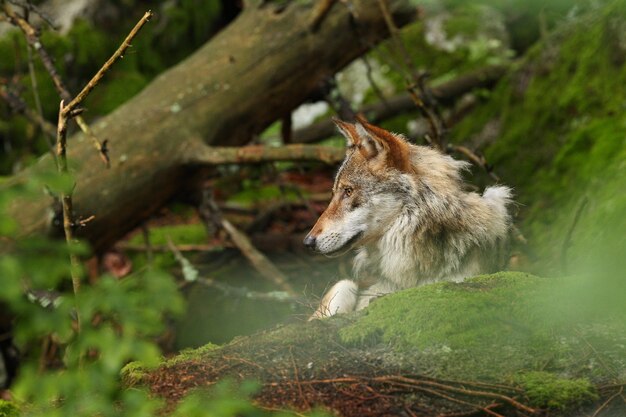 Hermoso y esquivo lobo euroasiático en el colorido verano